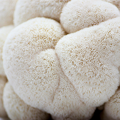 Organic Lion's Mane ‘Spray & Grow’ Polar Bear Mushroom Growing Kit
